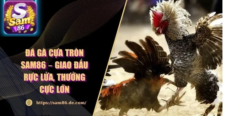 Đá Gà Cựa Tròn Sam86 – Giao Đấu Rực Lửa, Thưởng Cực Lớn